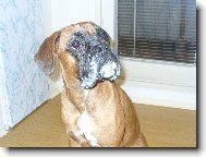 Deutscher Boxer