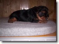 Jorkšírský terier, Yorkshire Terrier,