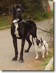Deutsche Dogge