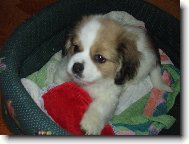 Tibetan Spaniel