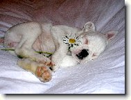 Deutscher Boxer