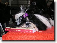 icu, Shih-Tzu