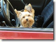 Jorkšírský terier, Yorkshire Terrier,