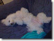 Bichon á poil frisé, Bichon Frise
