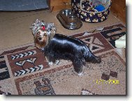 Jorkšírský terier, Yorkshire Terrier,