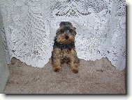 Jorkšírský terier, Yorkshire Terrier,