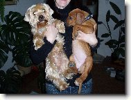 Jorkšírský terier, Yorkshire Terrier,