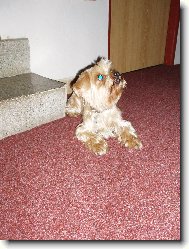 Jorkšírský terier, Yorkshire Terrier,