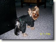 Jorkšírský terier, Yorkshire Terrier,