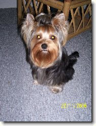 Jorkšírský terier, Yorkshire Terrier,