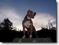 American Staffordshire Terrier
