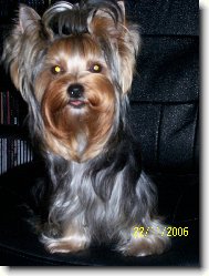Jorkšírský terier, Yorkshire Terrier,