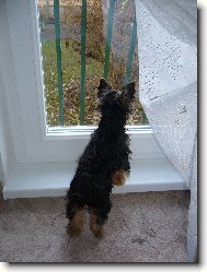 Jorkšírský terier, Yorkshire Terrier,
