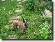 Chien de Berger Belge - Malinois