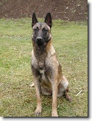 Chien de Berger Belge - Malinois