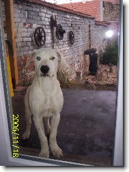 Dogo Argentino