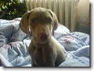 Weimaraner, Weimaraner Vorsterhund
