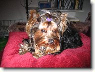 Jorkšírský terier, Yorkshire Terrier,