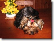 Jorkšírský terier, Yorkshire Terrier,