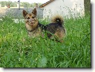 Deutscher spitz - Mittelspitz, German Spitz Medium size Spitz