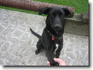 Perro de Pastor Mallorquin