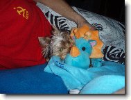 Jorkšírský terier, Yorkshire Terrier,