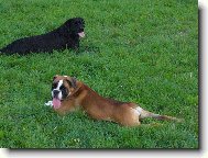 Deutscher Boxer