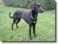 Perro de Pastor Mallorquin