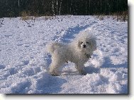 Bichon á poil frisé, Bichon Frise