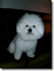 Bichon á poil frisé, Bichon Frise