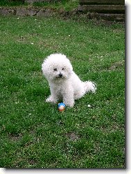 Bichon á poil frisé, Bichon Frise
