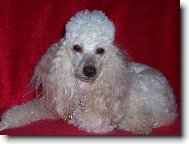 Poodle, Caniche