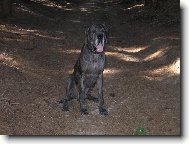 Deutsche Dogge