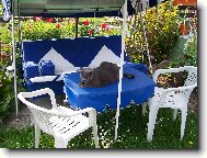 Chartreux cat