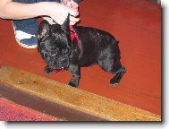 Bouledogue francais, French Bulldog