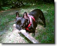 Bouledogue francais, French Bulldog