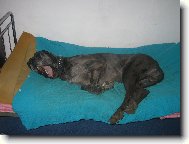 Deutsche Dogge