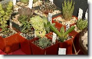 Faucaria tigrina