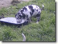 Deutsche Dogge