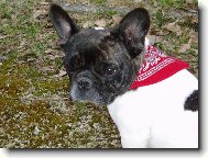 Bouledogue francais, French Bulldog