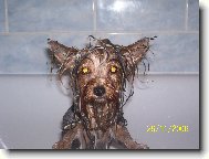 Jorkšírský terier, Yorkshire Terrier,