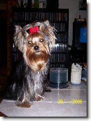 Jorkšírský terier, Yorkshire Terrier,
