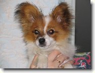 Papillon
