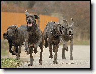 Deutsche Dogge