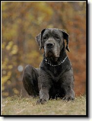 Deutsche Dogge