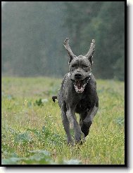 Deutsche Dogge