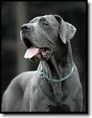 Deutsche Dogge
