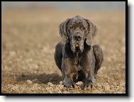 Deutsche Dogge