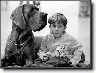 Deutsche Dogge