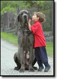Deutsche Dogge